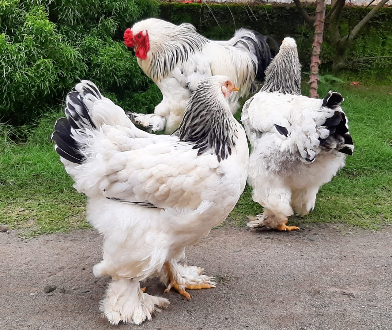 Harga Ayam Brahma, Ayam Hias Berbentuk Menarik