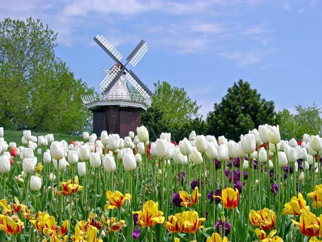 Cek Harga Bunga Tulip, Ikon Khas Belanda