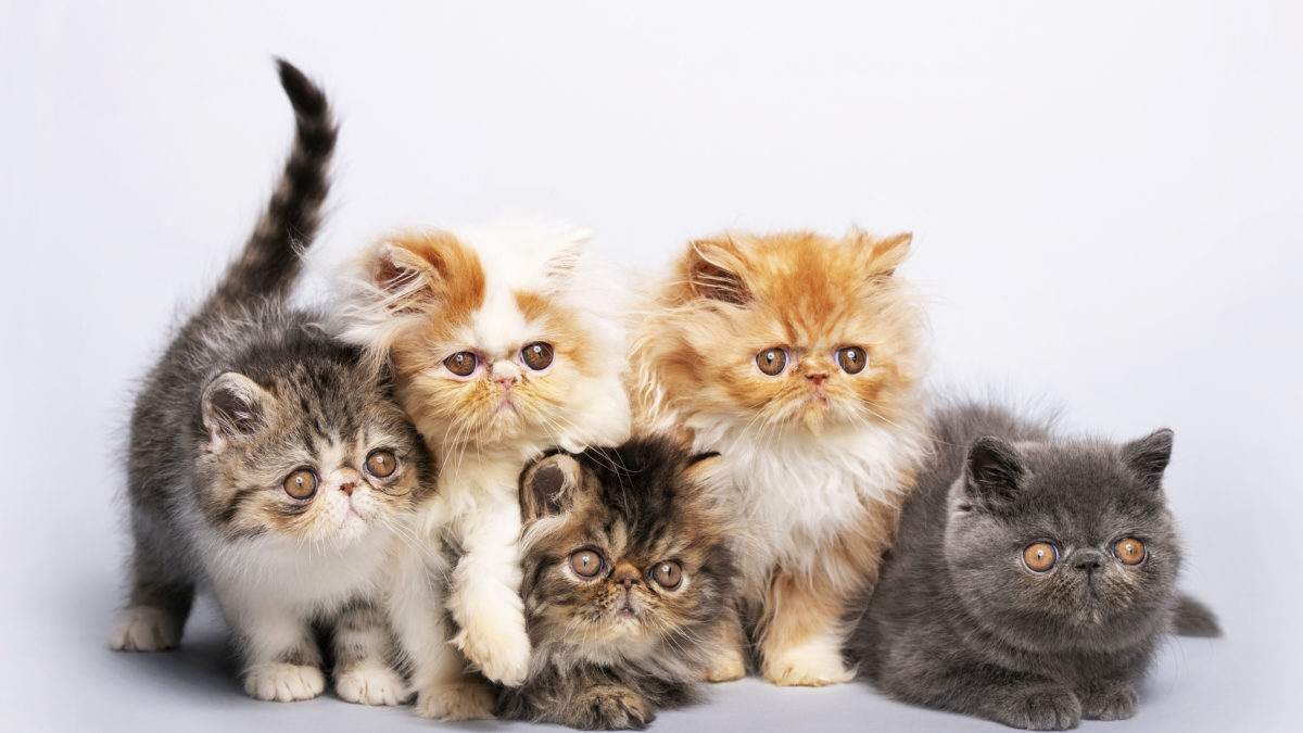 Penasaran Harga Kucing Persia Medium? ini Informasinya