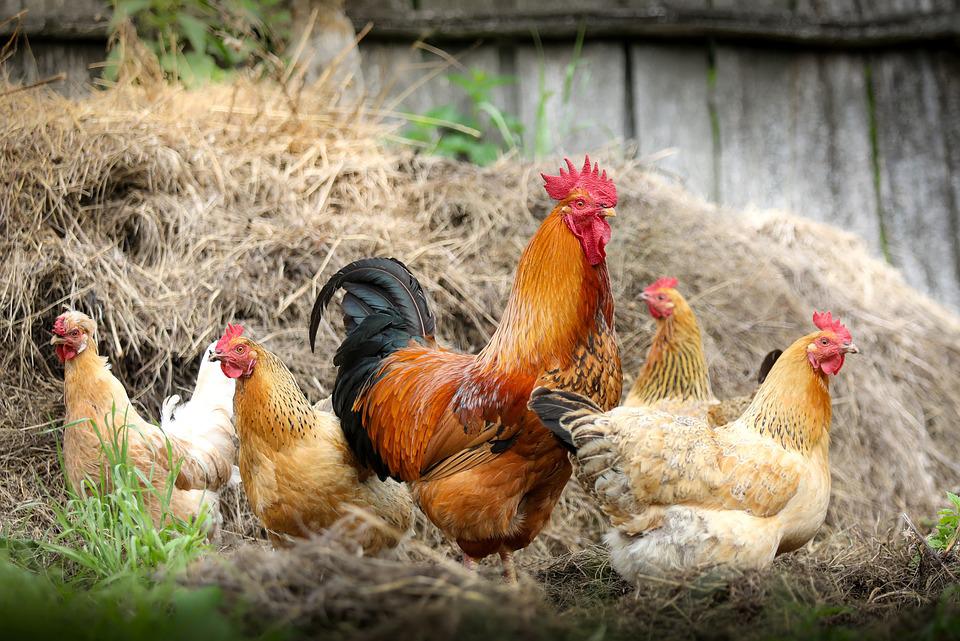 Benarkah Harga Ayam Afkir Lebih Murah di Pasaran?