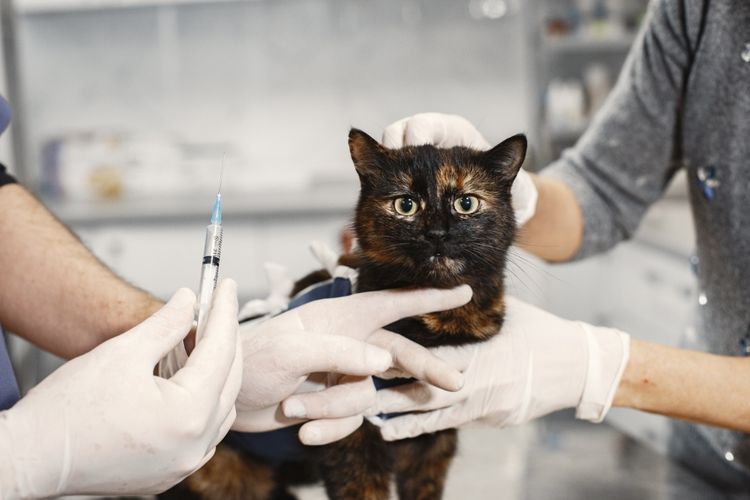 Belum Banyak yang Tahu, Ini Dia Harga Dokter Hewan Kucing