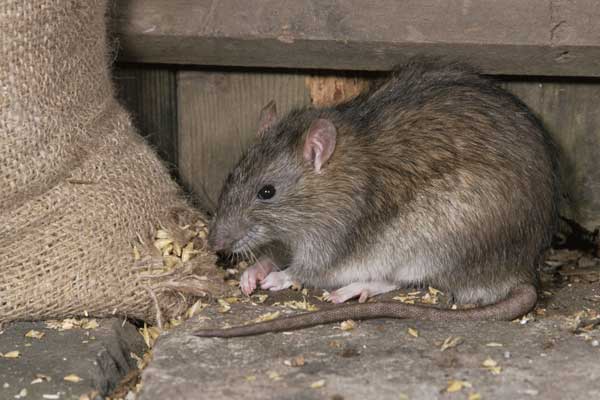 Daftar Harga Racun Tikus di Indomaret Aneka Merek