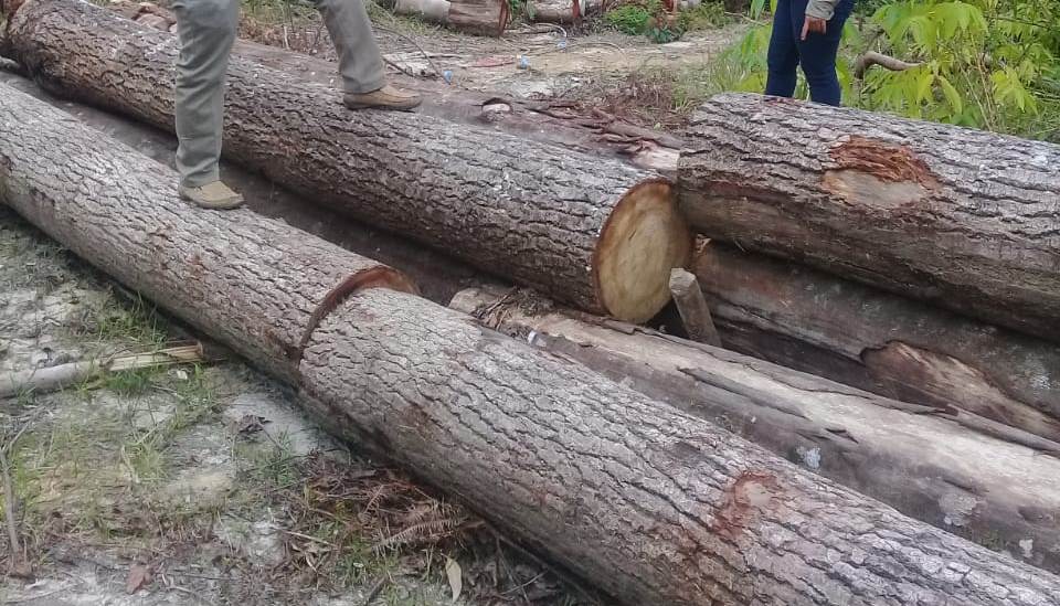 List Harga kayu Pinus Terlengkap dan Terbaru 2022