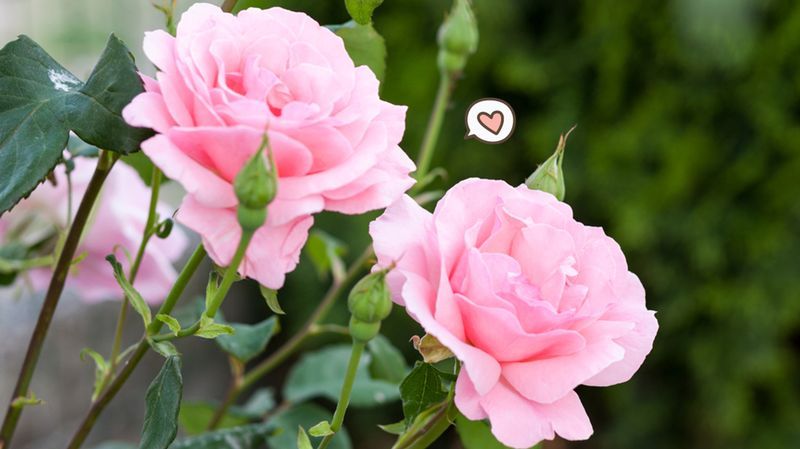 Inilah Harga Bunga Mawar Satu Tangkai Yang Perlu Untuk Kamu Ketahui