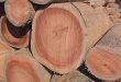 Harga kayu meranti