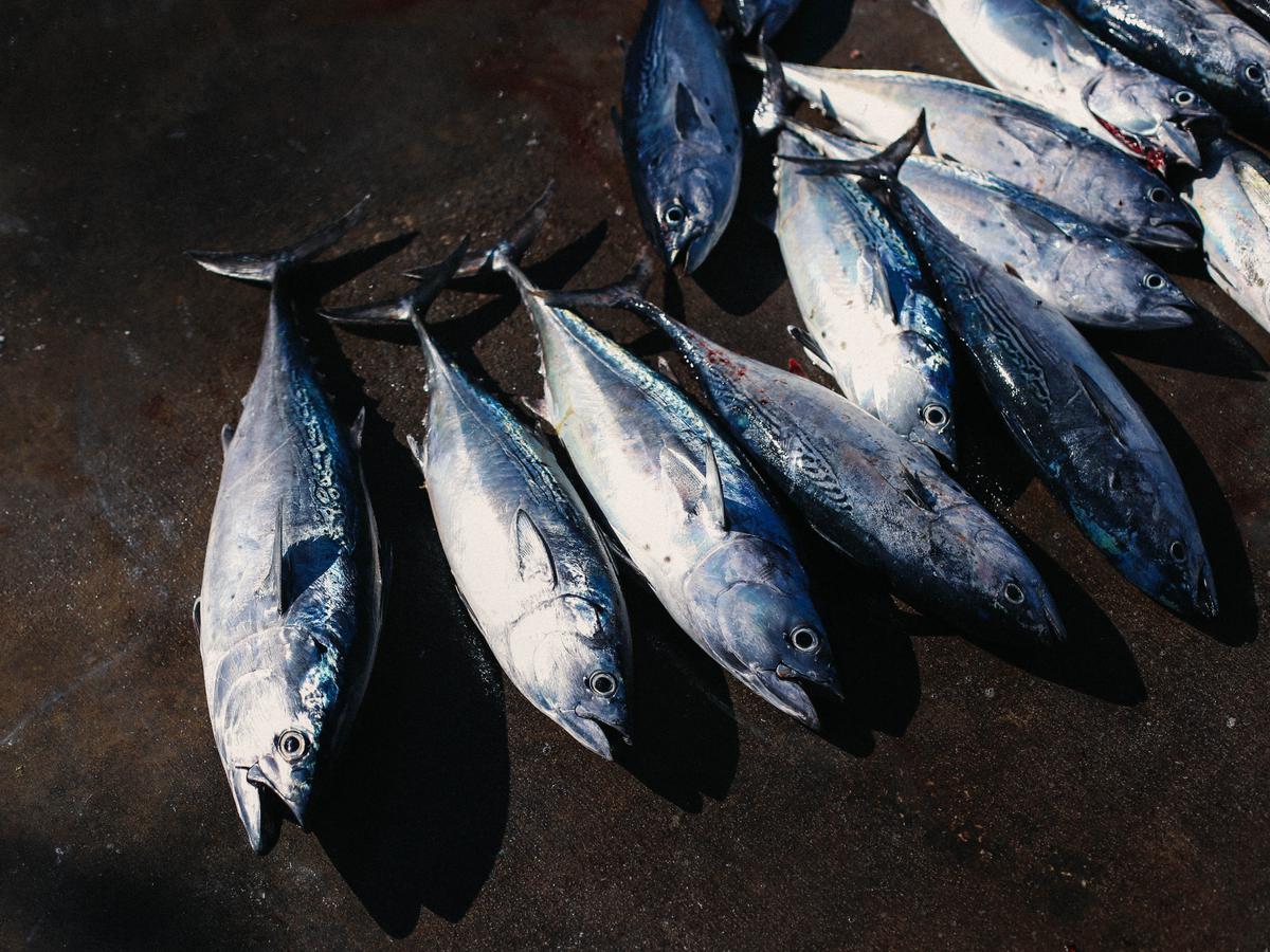 Informasi Harga Ikan Tenggiri, Beserta Contoh Olahannya