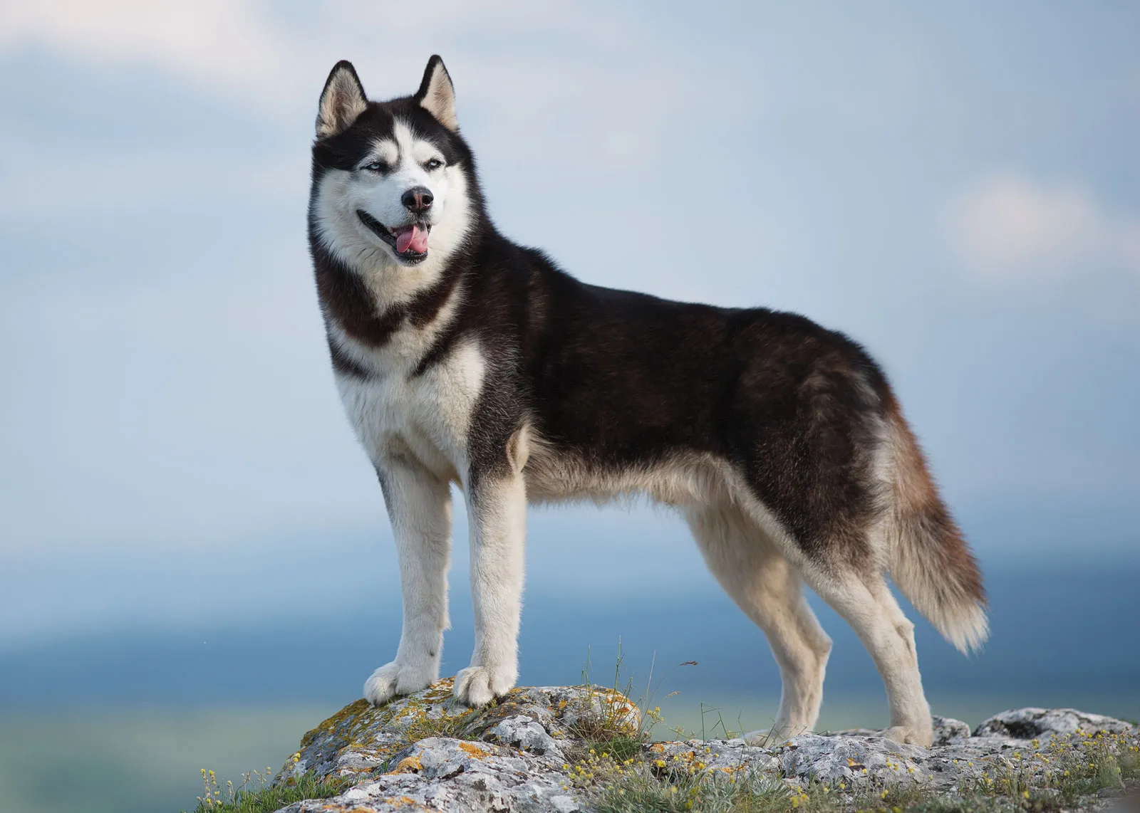 Harga Anjing Husky Imut  Terbaru yang Bisa Kamu Miliki